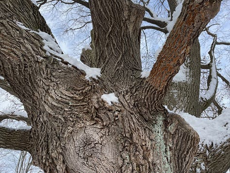 9 different views of an old maple tree: images of branches, bark, trunk
