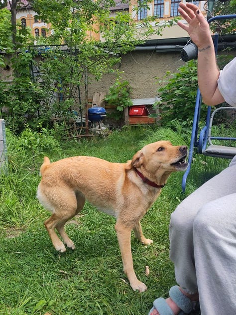 nine photos of a person in grey sweatpants and a dog. the dog is trying to jump and eat a cucumber from the person's hand