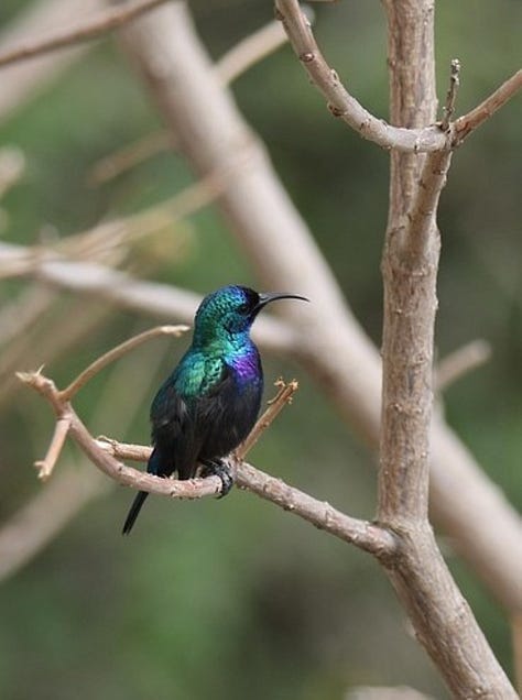 Photos of gray and black hooded crow, green ring-necked parakeet, and sunbird.