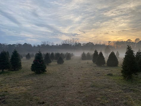 9 photos of Christmas trees (various firs) and mist-covered fields 