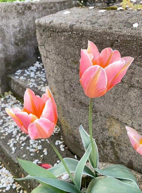 gorgeous tulips of many colors