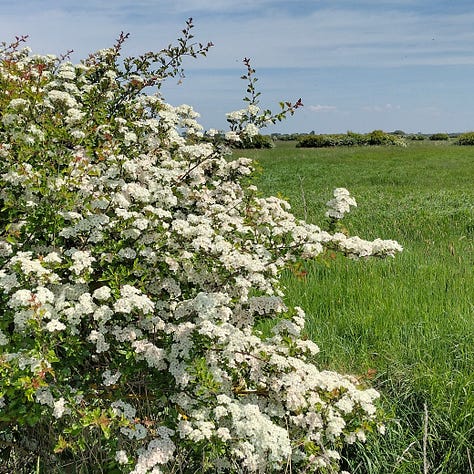 Images of hawthorn blossom, big clusters of creamy white flowers against bright green leaves, little snippets of the glorious show the trees put on for us this year