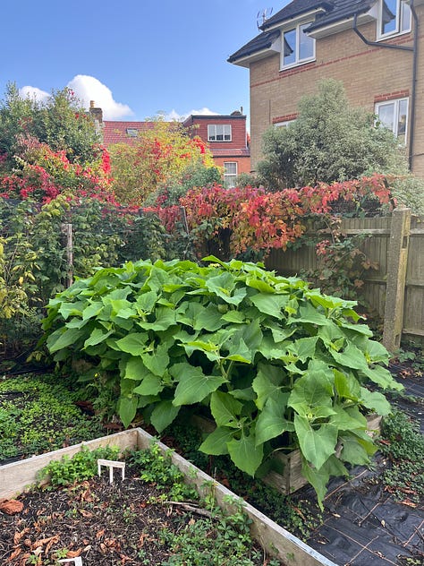 1. The sweet pepper plant has actually grown two fruits!; 2. Weld are a little nibbled but seems to be surviving in their new home, with self-seeded fennels for company; 3. The yacón revelling in it's bushy glory.