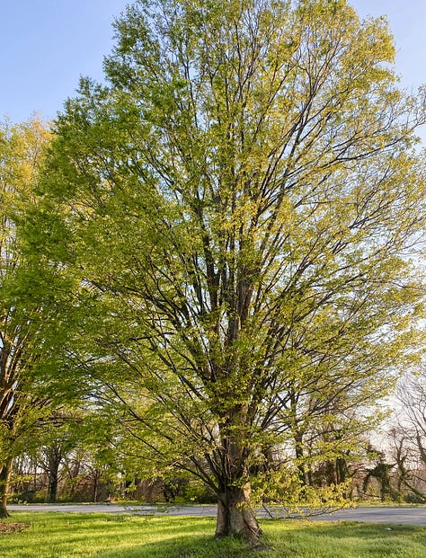 Photo of paved trail through a leafy green forest with sunlight streaming through; a photo of the photographer's legs and feet on a paved trail along grass and surrounded by fallen yellow leaves; a tree in late summer during dusk; a hand holding up a red and orange maple leaf with fall foliage in the background; a tree in mid-autumn; a tree in mid-winter; barren trees outlined against a clear blue dusk sky; a tree in early spring; an early springtime scene in a park along the river, with a painter framed by two trees.