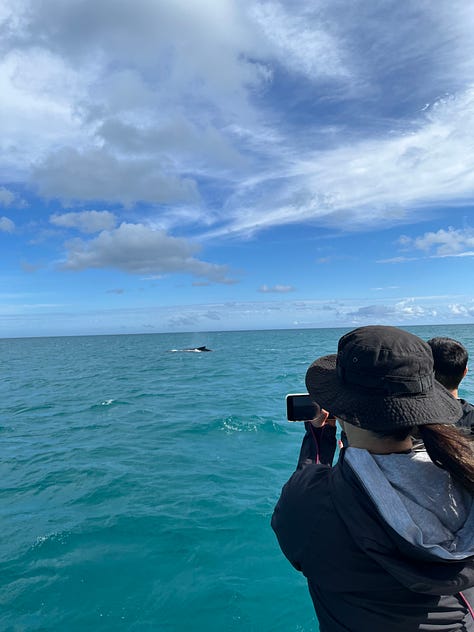 Whale watching, Hervey Bay, Queensland, Australia