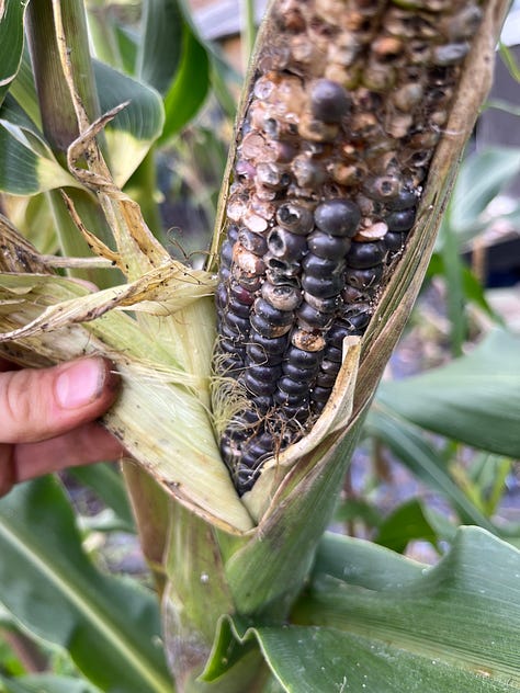 1. Hopi blue corn still on the stem being nibbled by caterpillars; 2. Holding a small underdeveloped blue corn cob, with husks saved for textile art experiments; 3. The iridescence of the Hopi blue corn cobs.