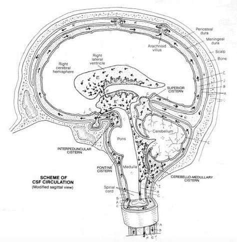 ventricles of the brain, cerebrospinal fluid, embodied anatomy