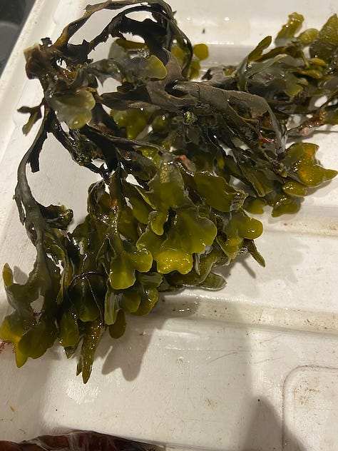 seaweeds