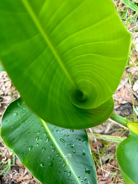 ferns on rocks, stream, gardenia flower, rosemary, bird of paradise circular leaf, me and my two kids