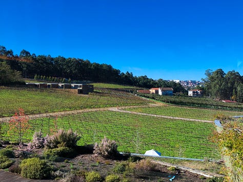 Dormant vines at Monverde Wine Hotel