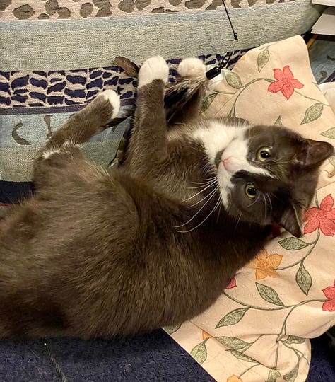 pictures with British Shorthair cat in a "Morning Suit" a grey tuxedo. looking at the camera and purring into a microphone