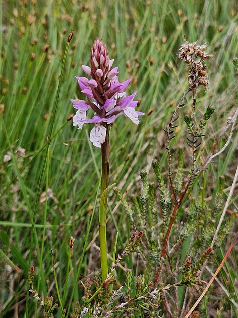 Various images of Swindale valley in Cumbria