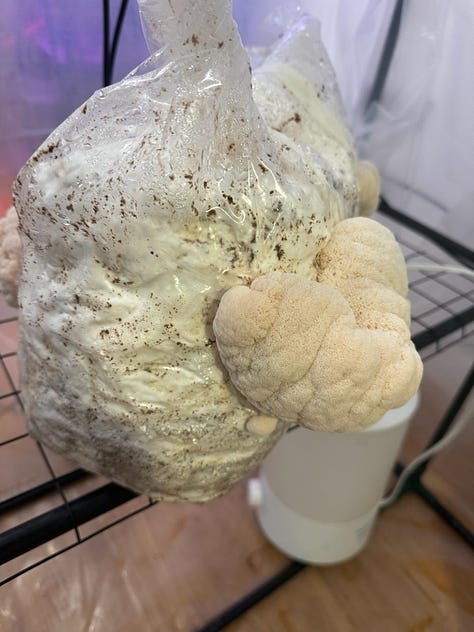 lion's mane in various stages of growth out of a bag