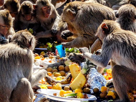 Lopburi monkeys