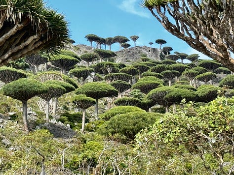 Dragon's Blood Tree