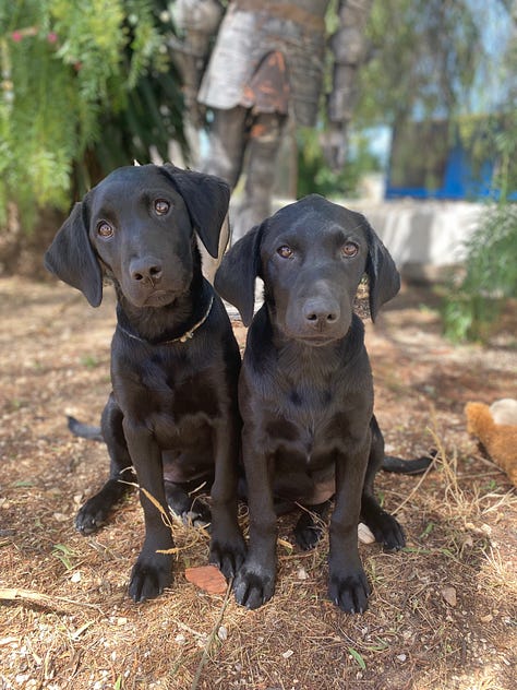 Labradors