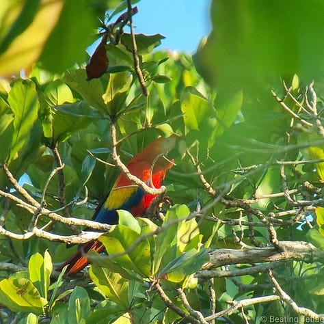 A howler monkey, scarlet macaw and tapir in Corcovado National Park