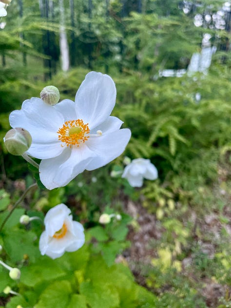 Anemone 'Honorine Jobert'; native and self-sown Calico aster just starting; Allium tuberosum in the Birch Walk curb