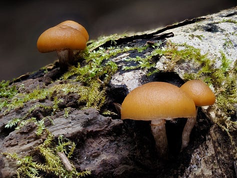 caramel capped mushrooms growing from wood