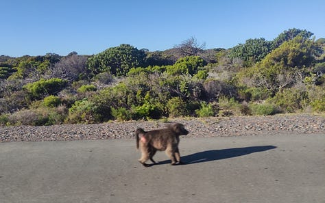 Pictures taken from inside the minibus of the baboon