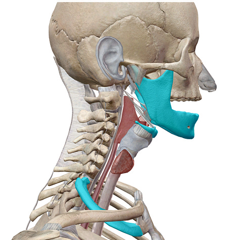 Hyoid, Temporal Bone, Mandible