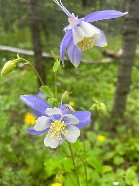sandwich on a mountaintop, a man and a dog at dusk on a summit, columbine flowers
