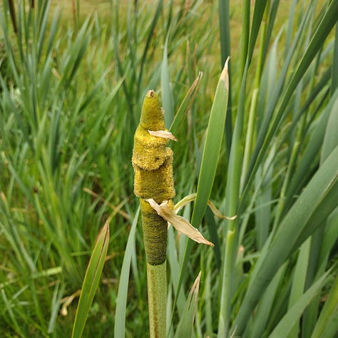A tall, green bulrushes spike, the yellow buds of opening ragwort and the bright green, ragged leaves, and a bite clover flower head, florets falling open to reveal the red and green circles inside