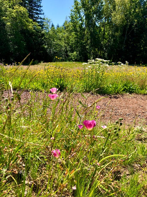 Open meadow full of mixed wildflowers and edged with a thick wood of evergreens.