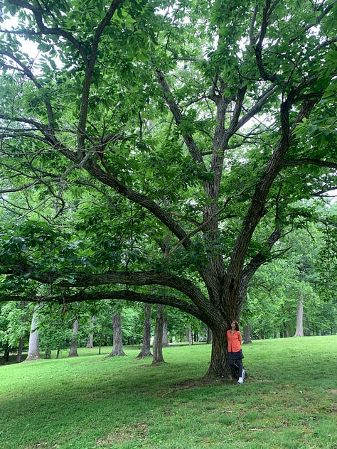 Pictures of big and small chestnut trees.