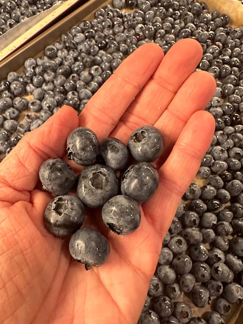 Blueberries growing on bushes, held in hand, and in three blueberry coffee cakes.