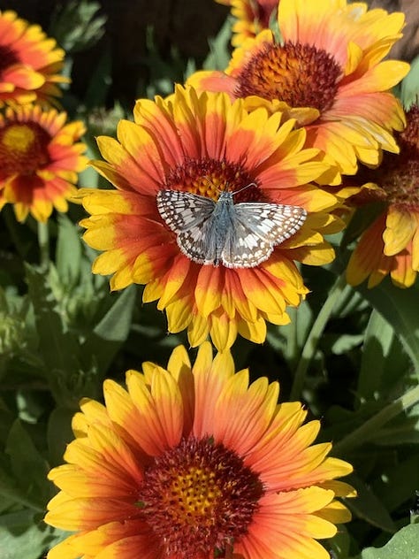 Photos of native New Mexico wildflowers and a collaged sketchbook page.