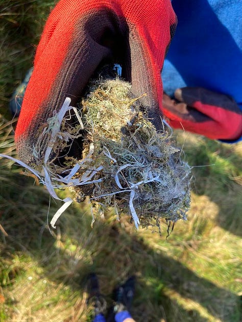 A wrens nest  with Plastic material woven into it