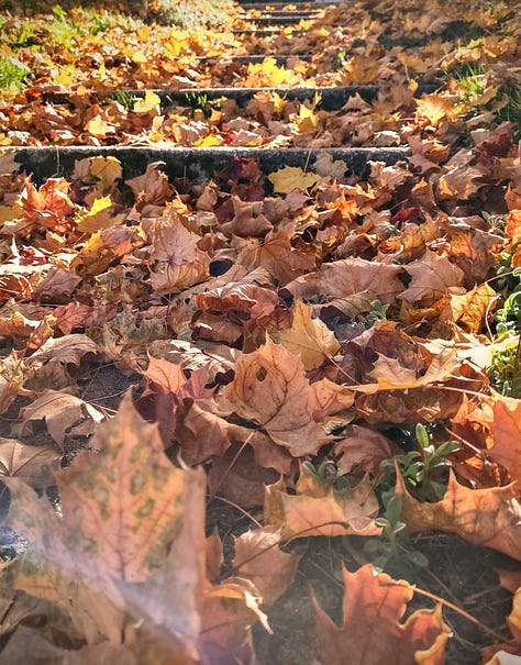 photos of autumn leaves and fall decor