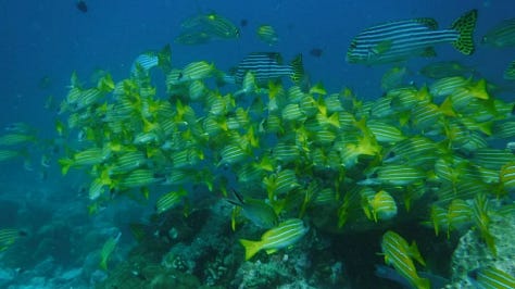 Immagini oceano