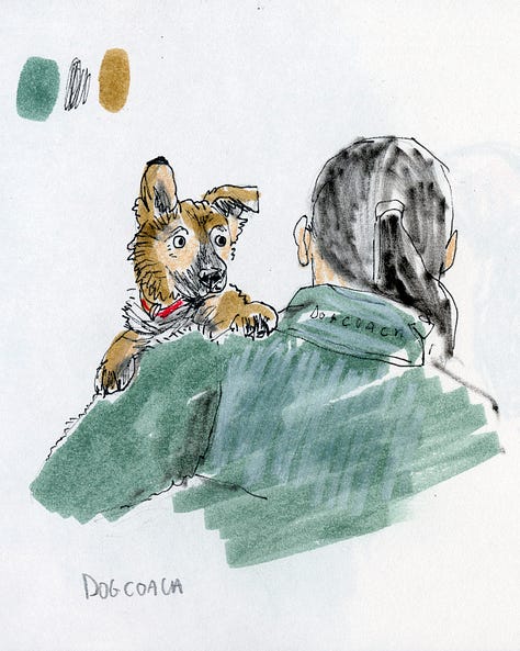 A collection of dog sketches from the daly dog drawing challenge