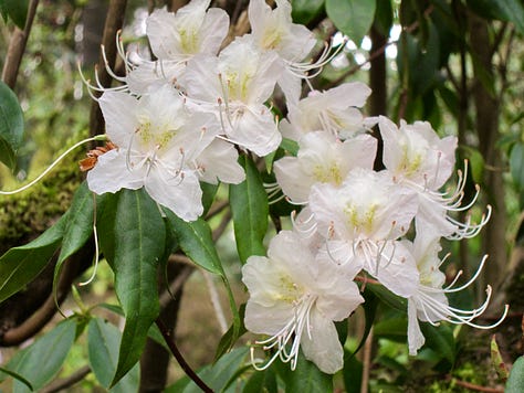 Blooming rhododendrons in whites, pinks, and lavender cream.