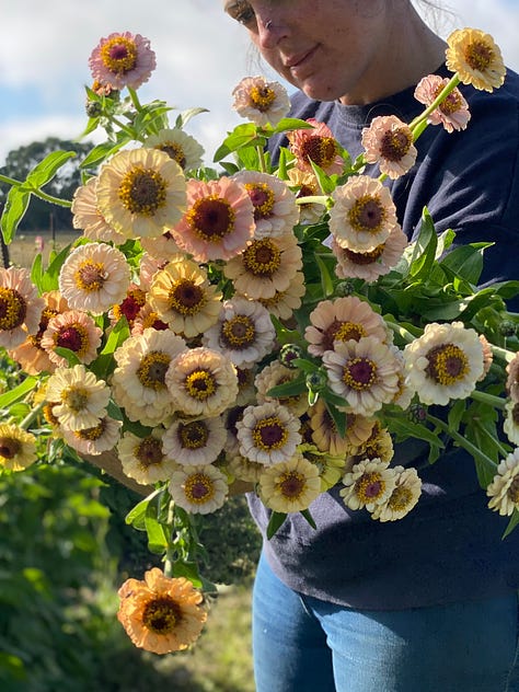 pastel zinnias from my breeding program