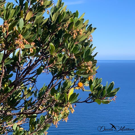 strawberry tree with view of the ocean