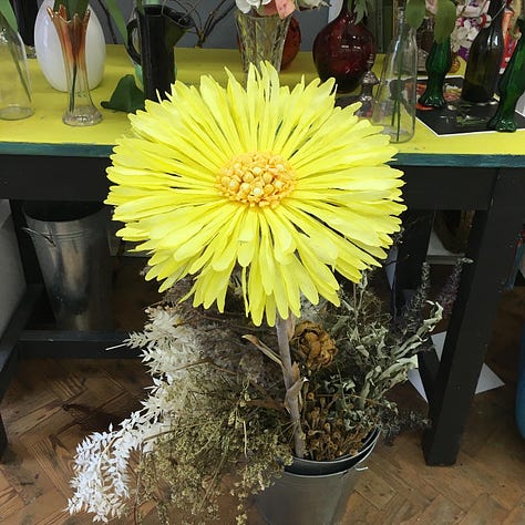 A selection of paper coltsfoot including (centre) a giant version. The smaller flowers are pictured against vintage botanical illustrations and photographs of coltsfoot and the giant one in the centre is in a bucket, aganst my desk, covered in life size flowers to give a sense of scale