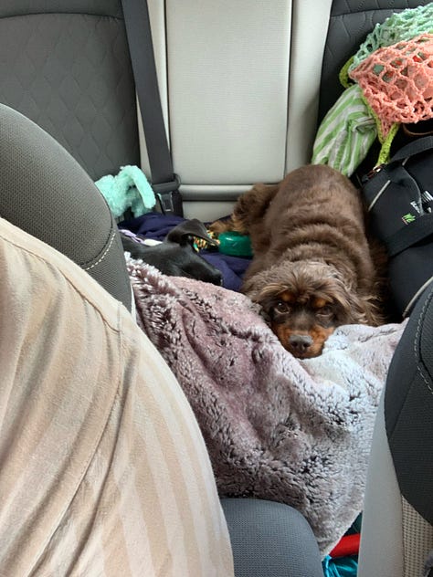 Blossom with her siblings at home, on car rides, looking out the window, and eating whipped cream