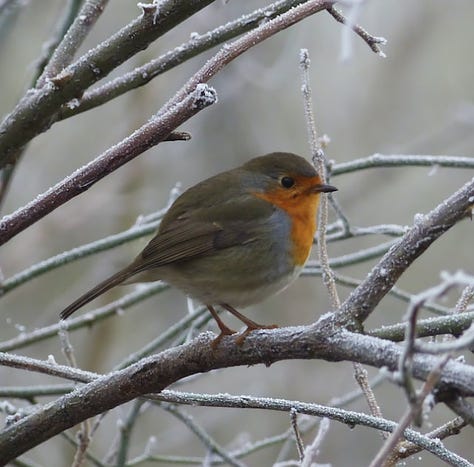 christmas trees and robins and roses in winter gardens