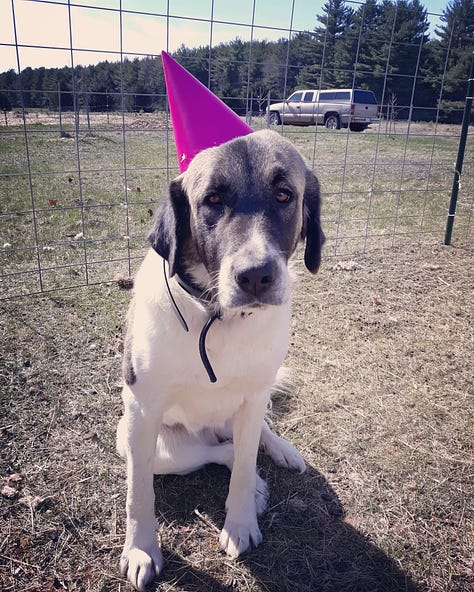 livestock guardian dog at work