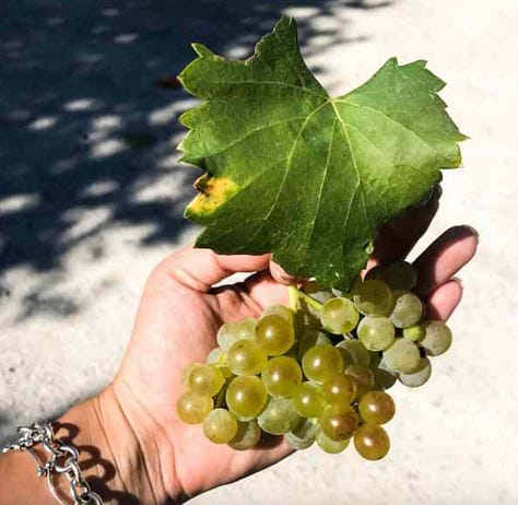 wine tasting at Roger Sabon in Châteauneuf-du-Pape