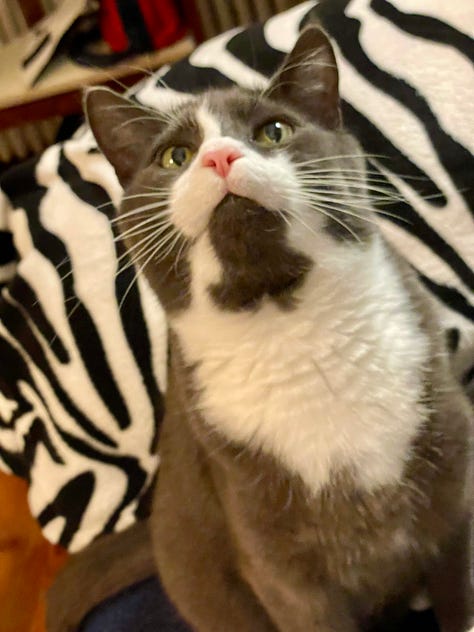 pictures with British Shorthair cat in a "Morning Suit" a grey tuxedo. looking at the camera and purring into a microphone