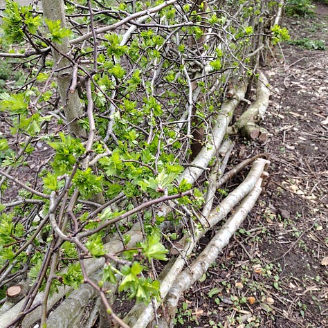 Unfurling buds on the guelder rose, a bright, fresh Daisy (“day’s eye”), fresh growth, bright green hawthorn leaves on the newly laid hedge.