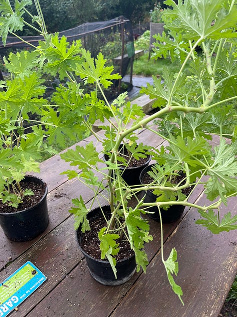 1. Many a chard seed had germinated in a bit of soil on the path, but they didn't easily come off the weed suppressant so weren't able to be potted on; 2. Lamb's ear, cow parsley and hollyhock growing well together; 3. Lemon geraniums having been put into bigger pots.