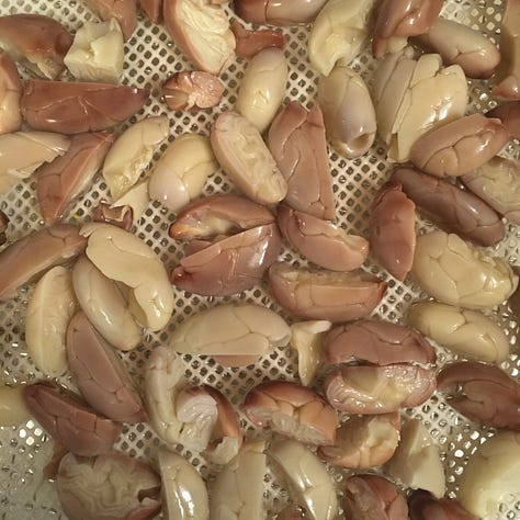 Fermented Jaguar cacao seeds, seeds cut in half, seed pieces drying on a tray