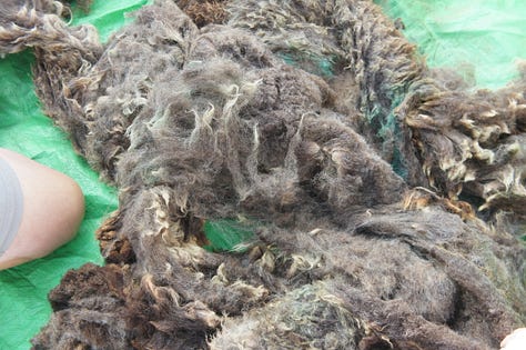 Images: details of raw fleece - Black Welsh Mountain cross, Suffolk cross and Texel cross