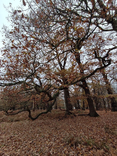 winter trees and paths in Richmond Park