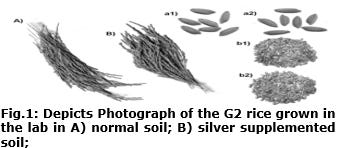 Method for Accumulation of Silver by Rice and Possible Metal Extraction by Agriculture